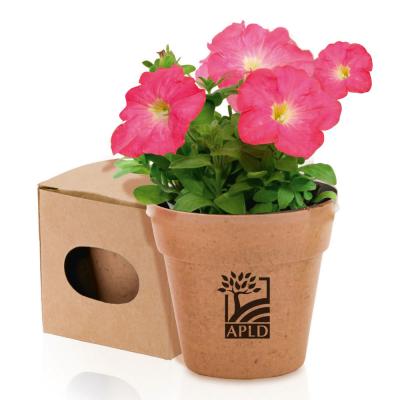 Image of Bio Flowerpot